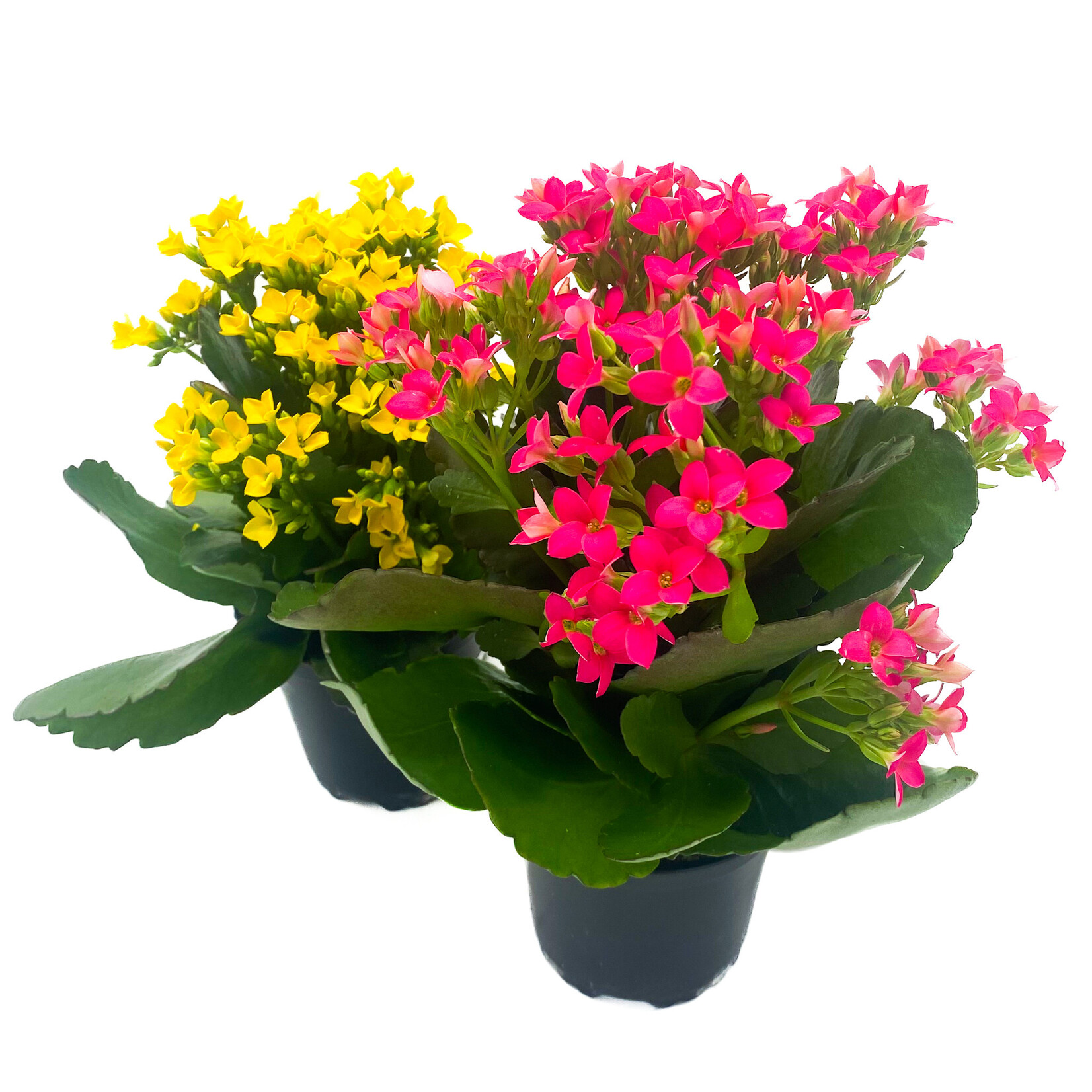 Kalanchoe, 4 in