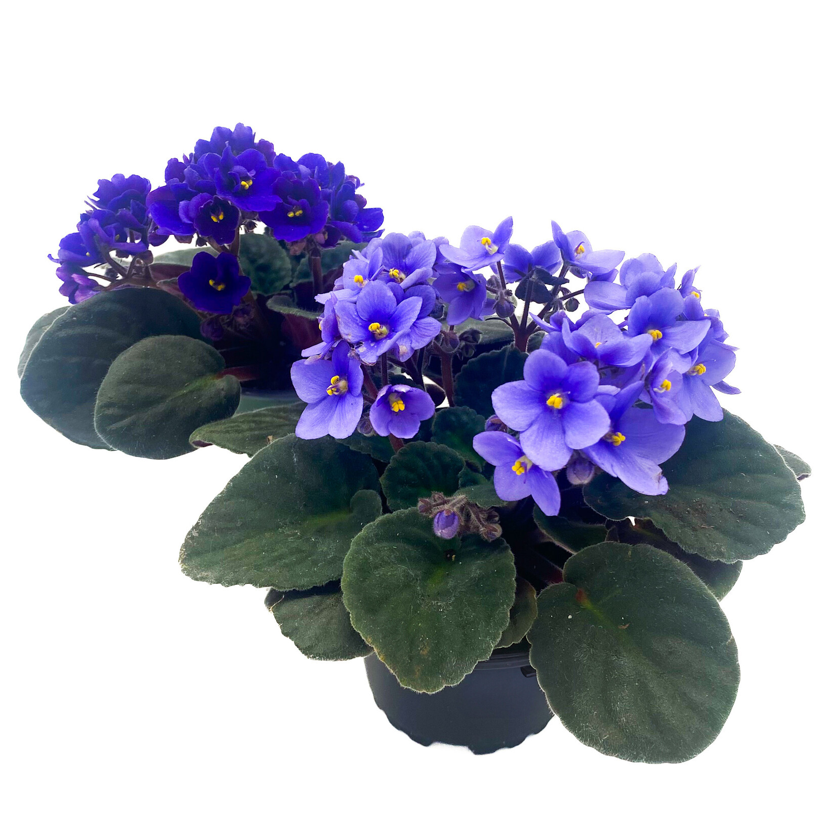 African Violet, 4 in