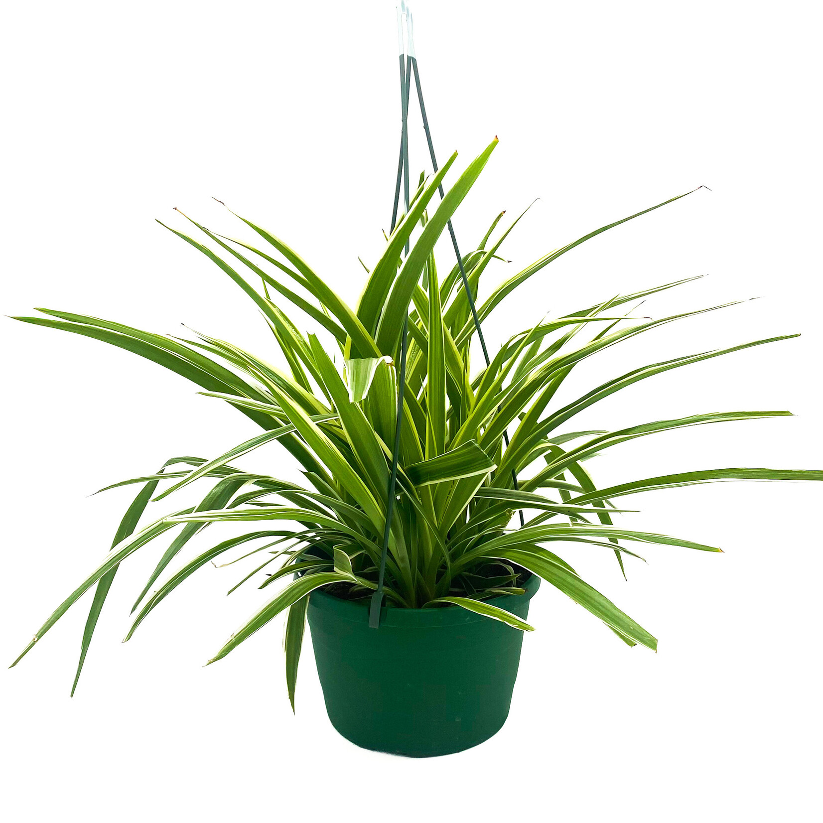 Spider Plant, 8 in HB
