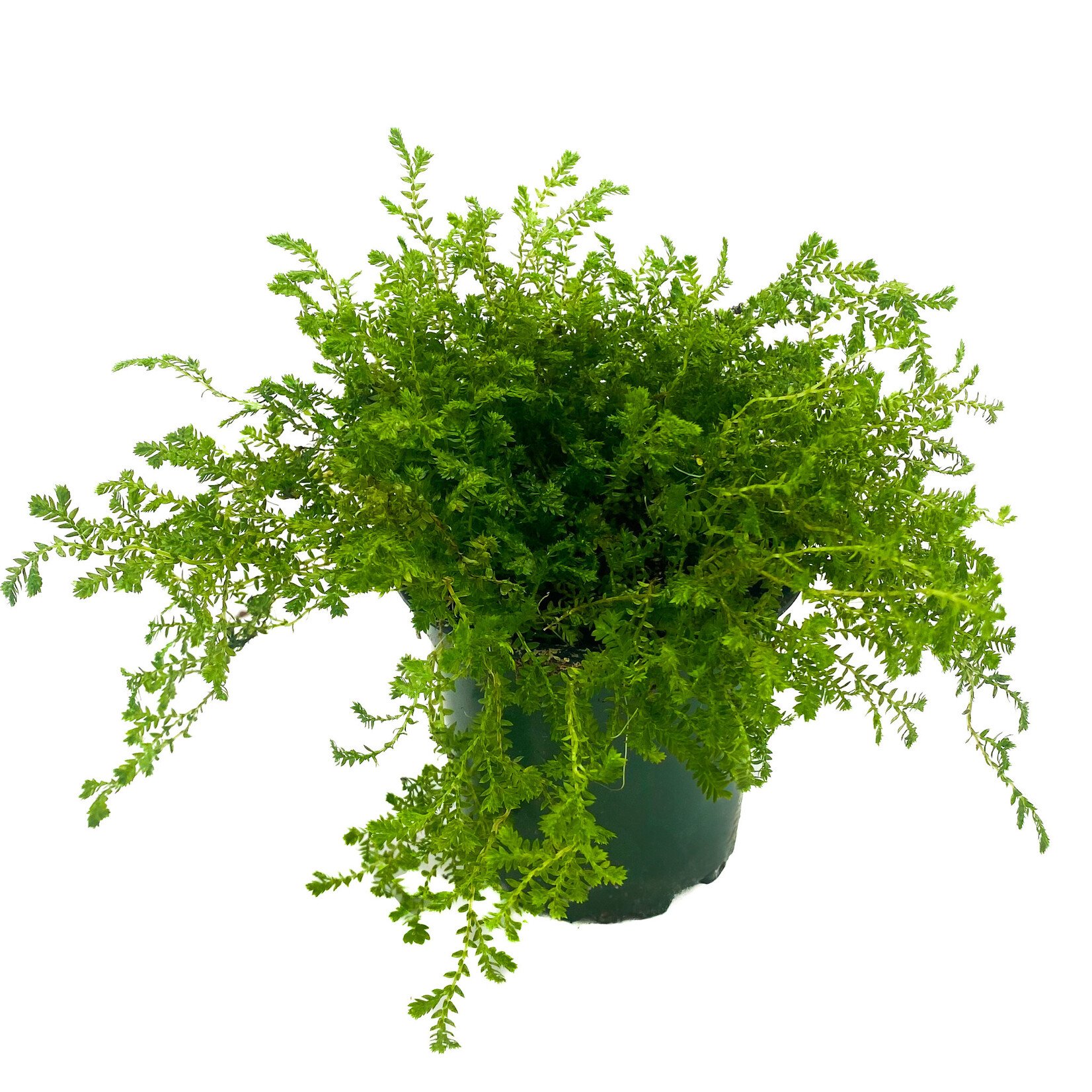 Club Moss, 4 in