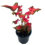 Caladium, Bicolour Fairytale Princess 4 in