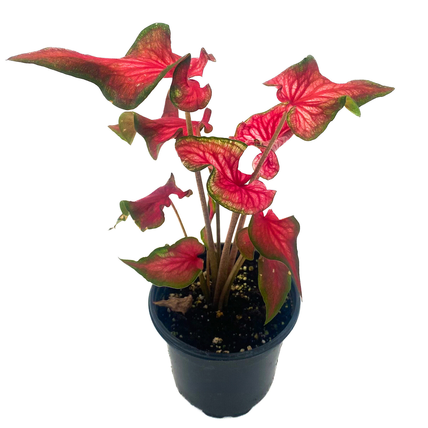 Caladium, Bicolour Fairytale Princess 4 in