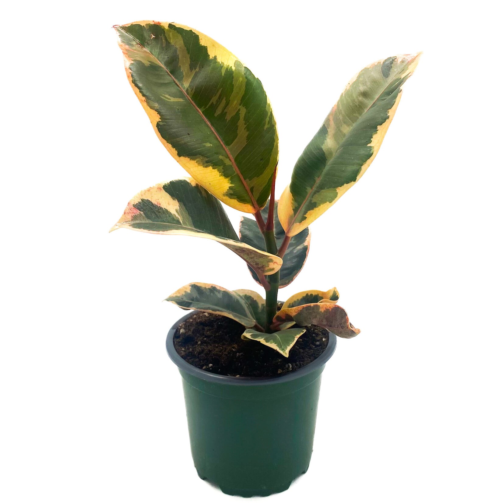 Ficus,  Robusta Ruby 6 in