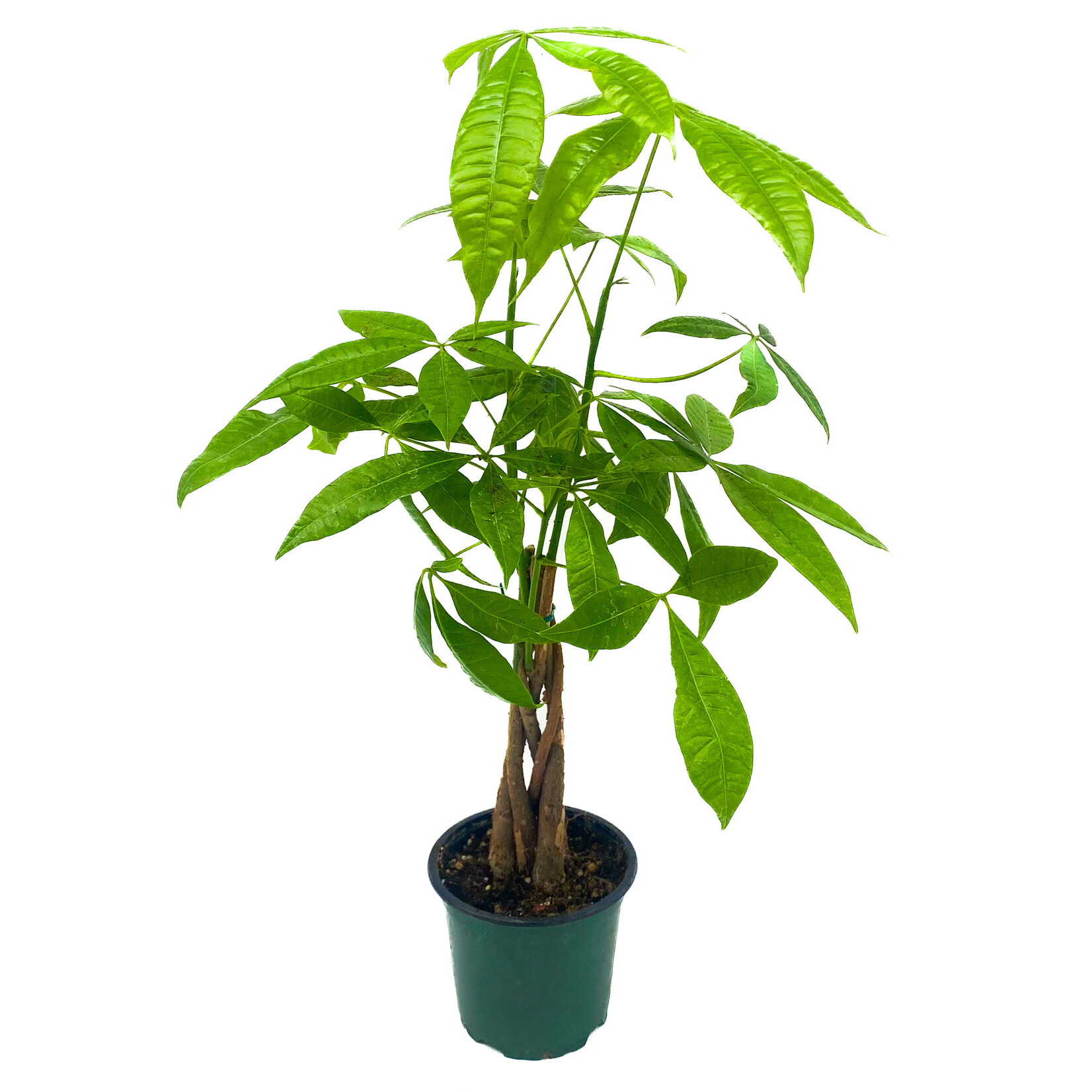 Money Tree, 4 in
