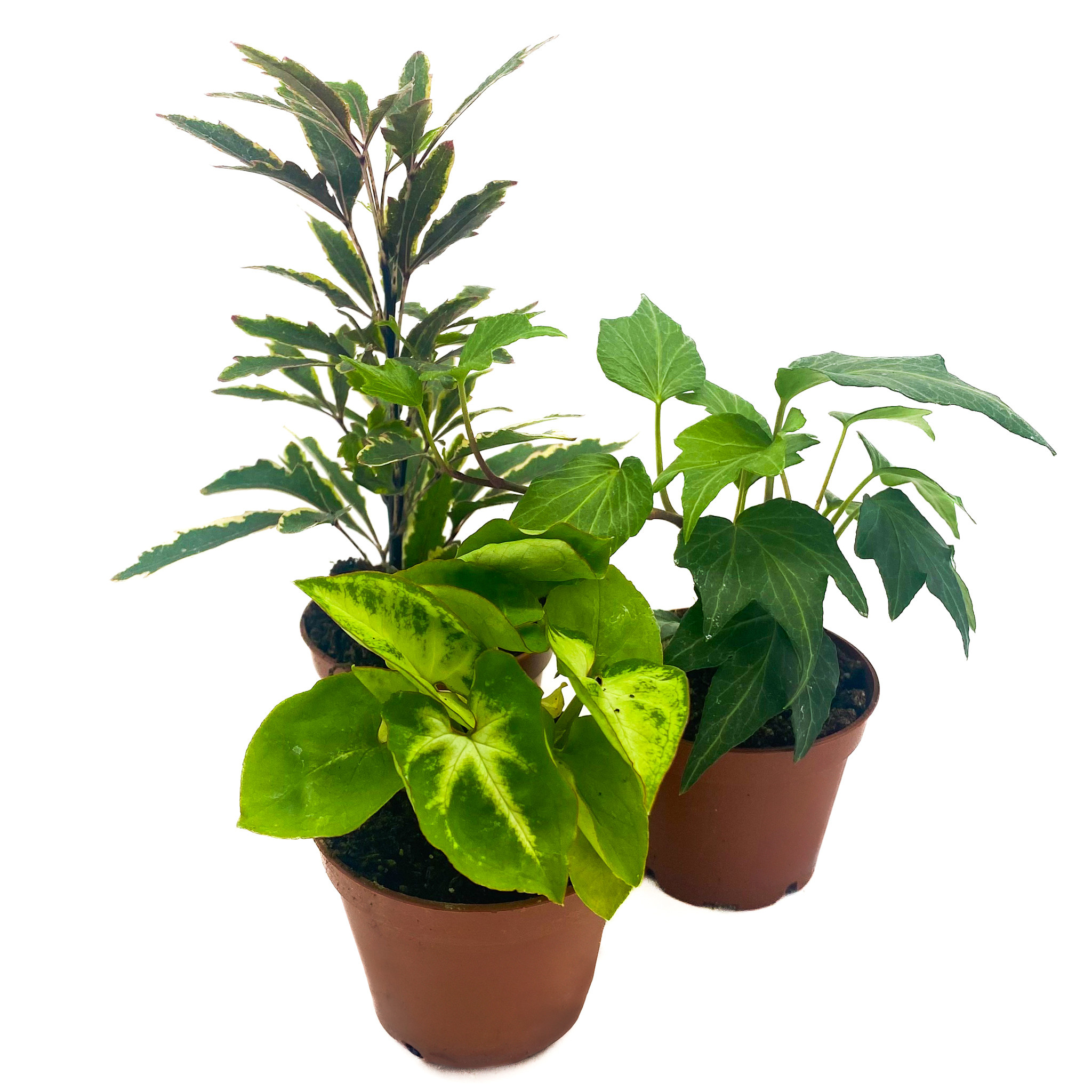 Tropical Plants大好き Tropicals, Asst. - Zocalo