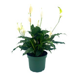 Peace Lily, 8 in
