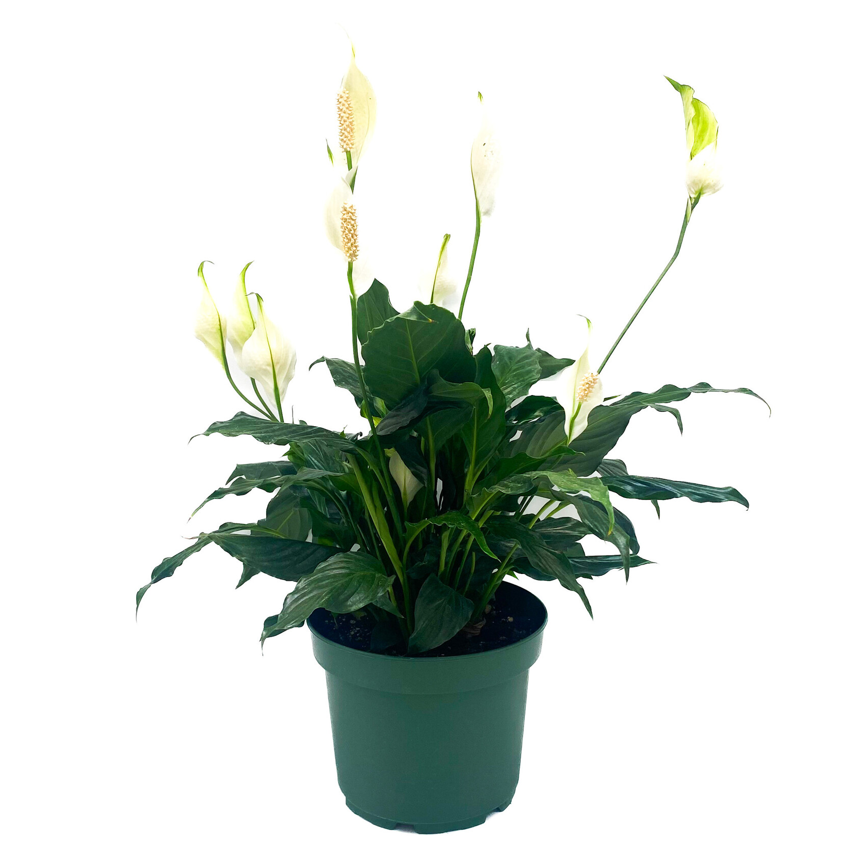 Peace Lily, 8 in