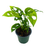Monstera, Monkey Mask 4 in