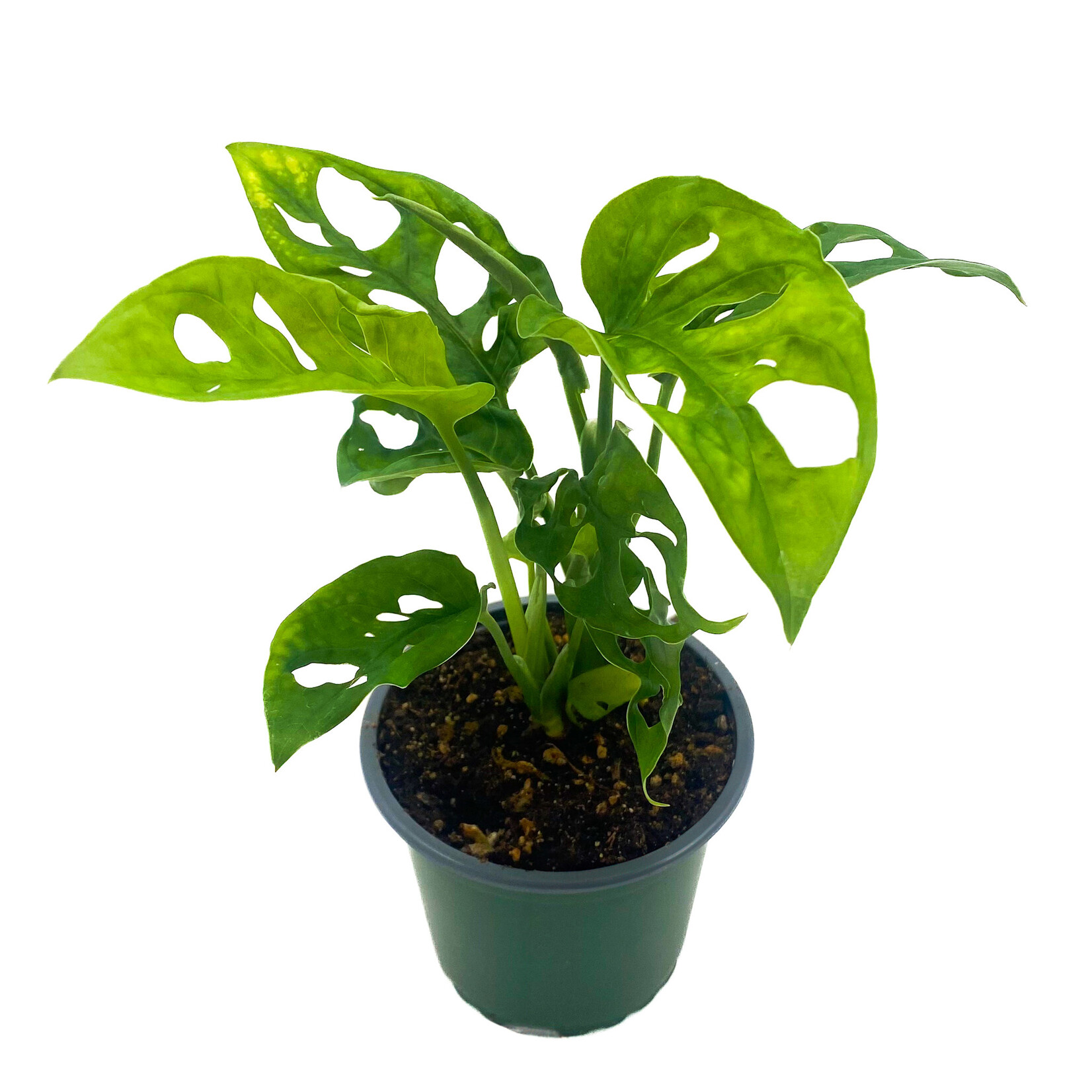 Monstera, Monkey Mask 4 in