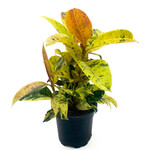 Ficus, Shivereana 4 in