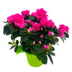 Azalea, 4 in