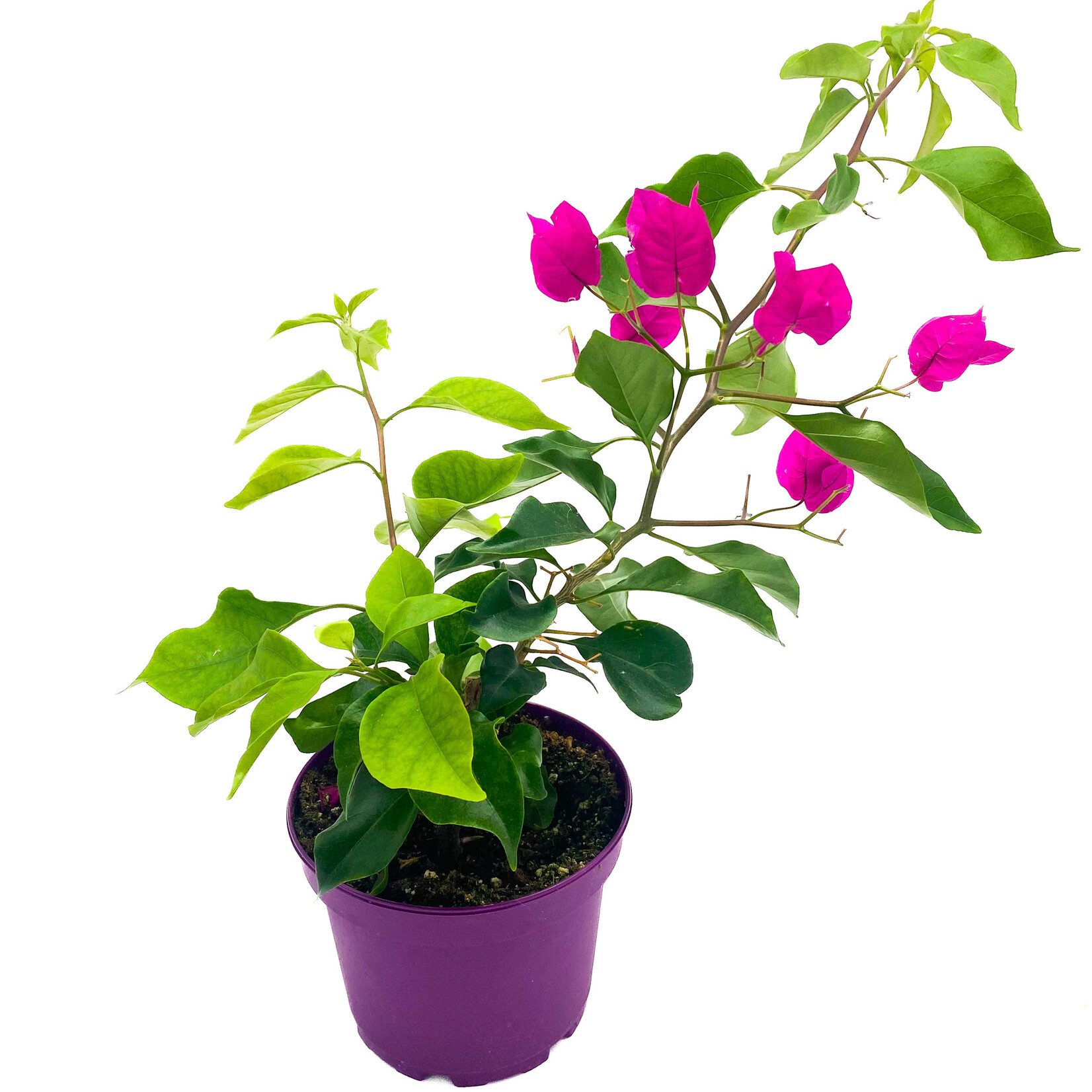 Bougainvillea, 6 in