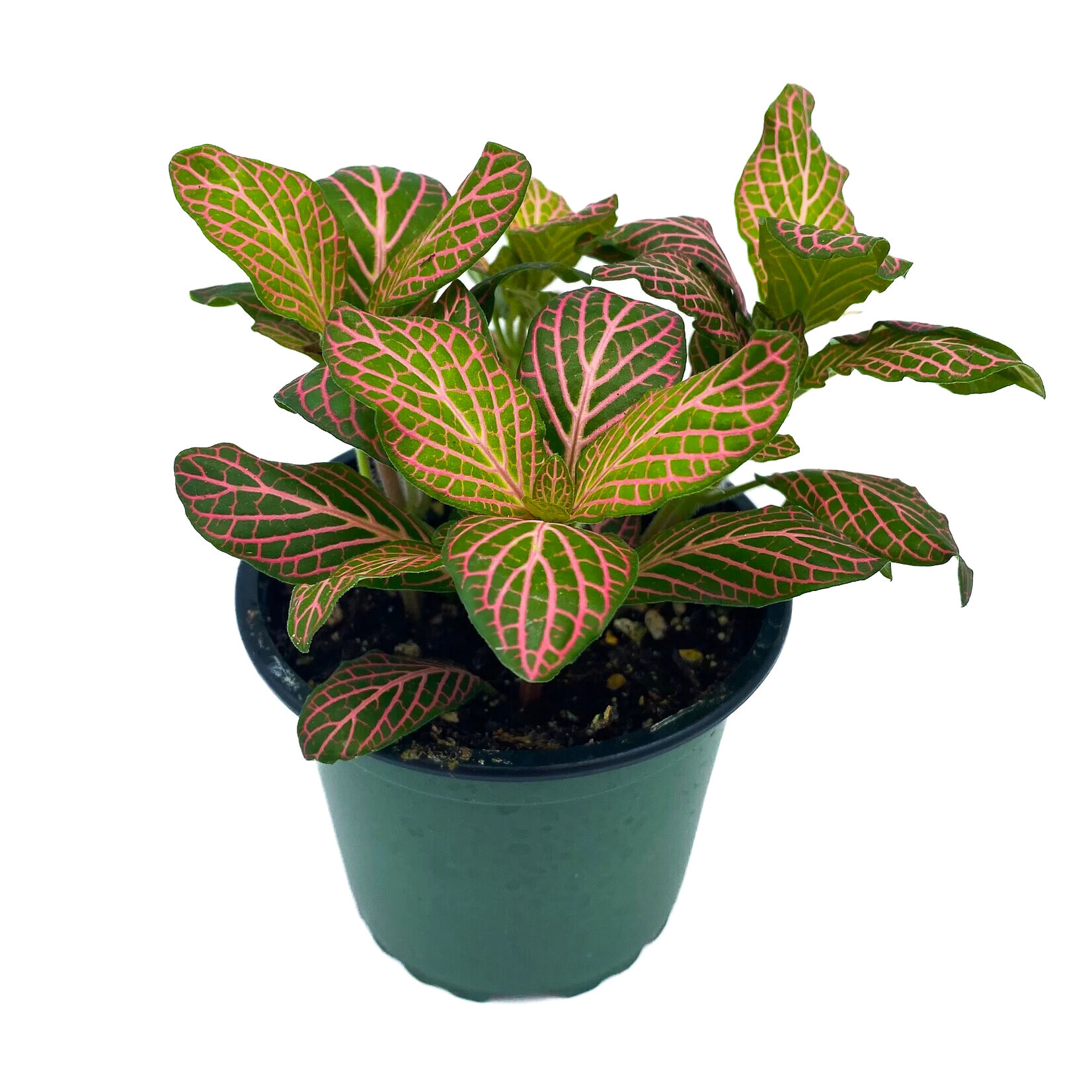 Fittonia, Pink 4 in