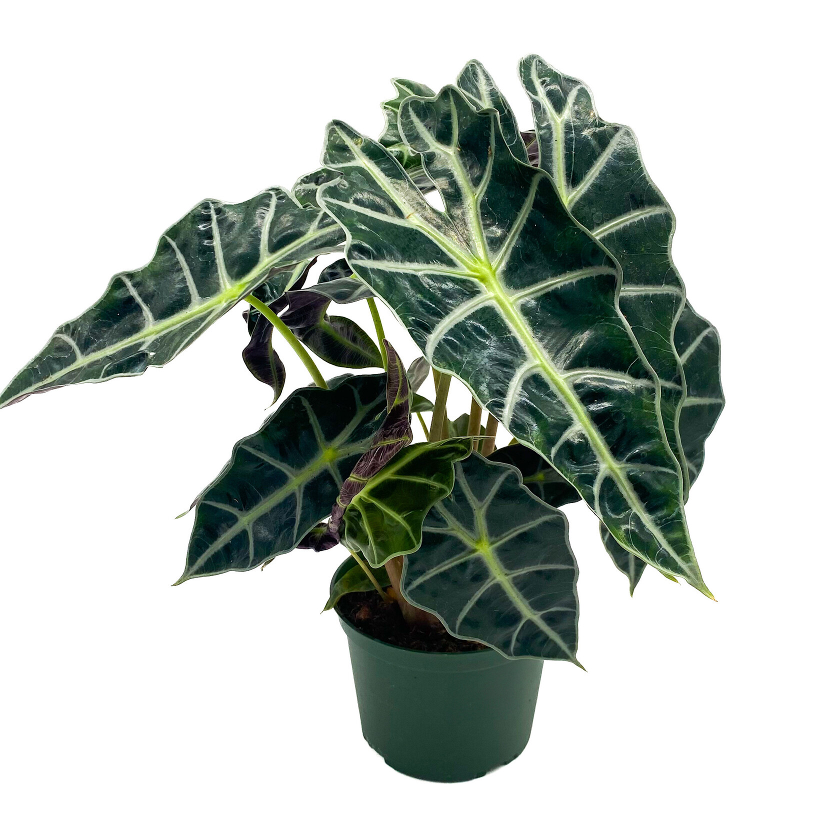 Alocasia, Polly 6 in