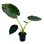 Alocasia, Regal Shield 4 in