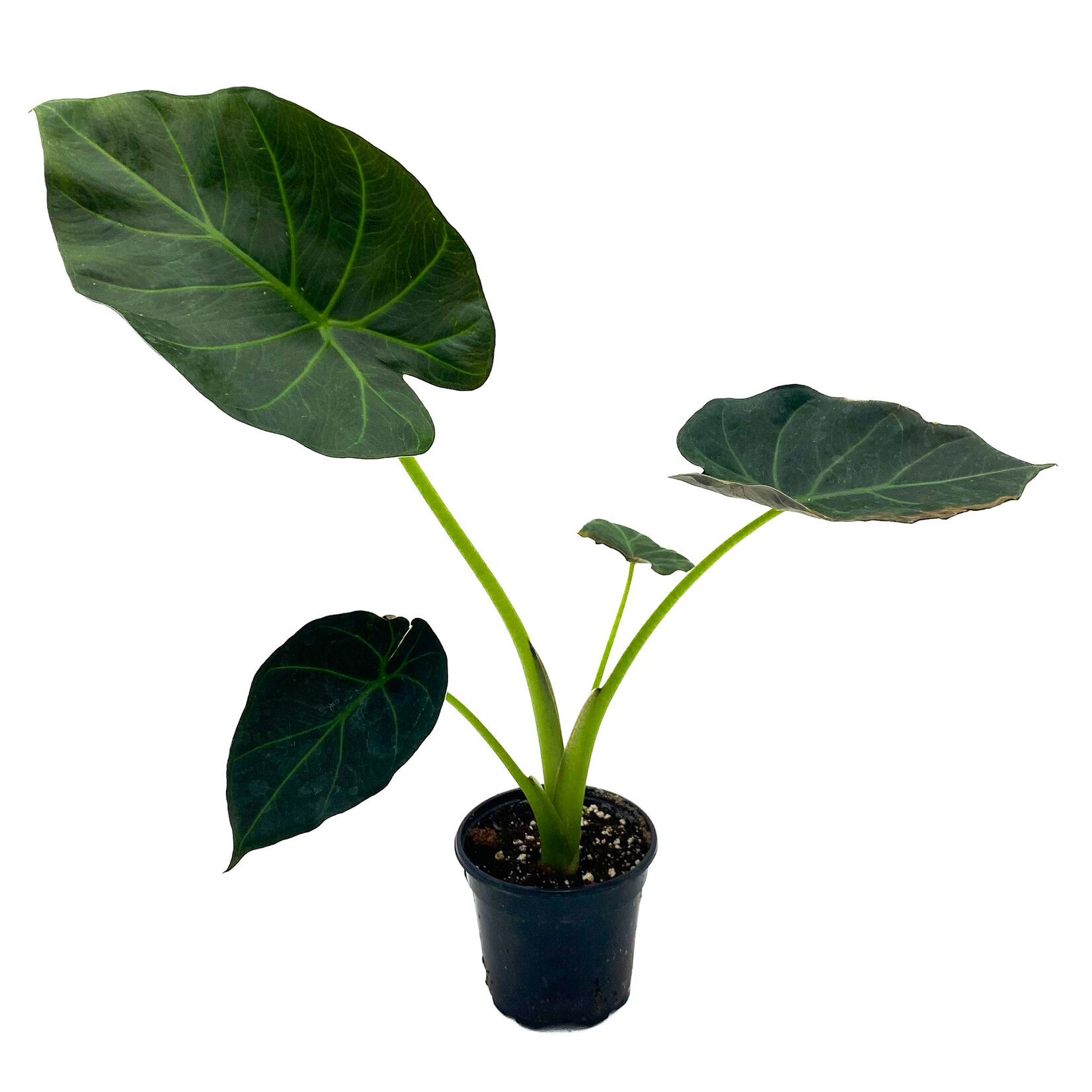 Alocasia, Regal Shield 4 in
