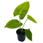 Anthurium, Veitchii King 4 in
