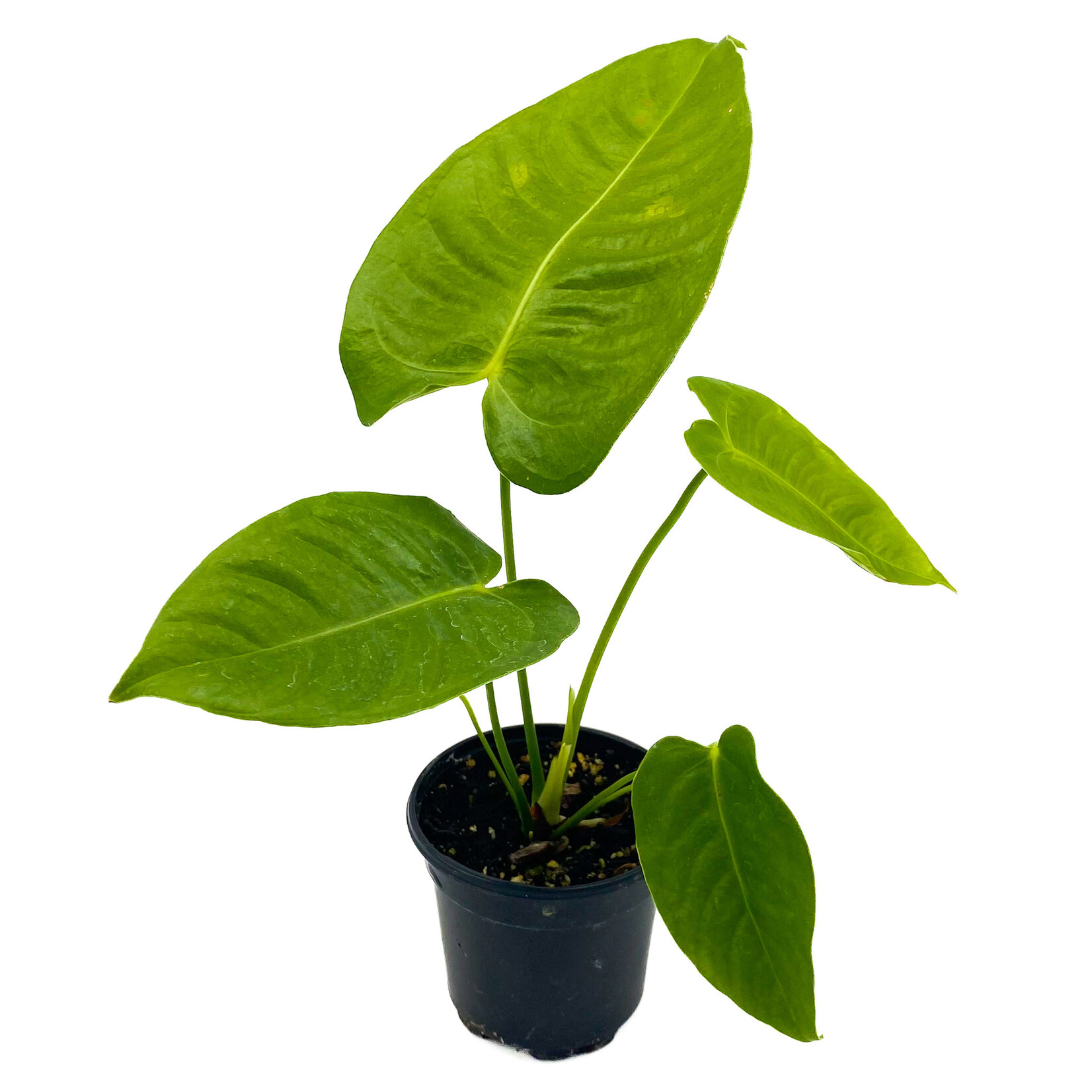 Anthurium, Veitchii King 4 in