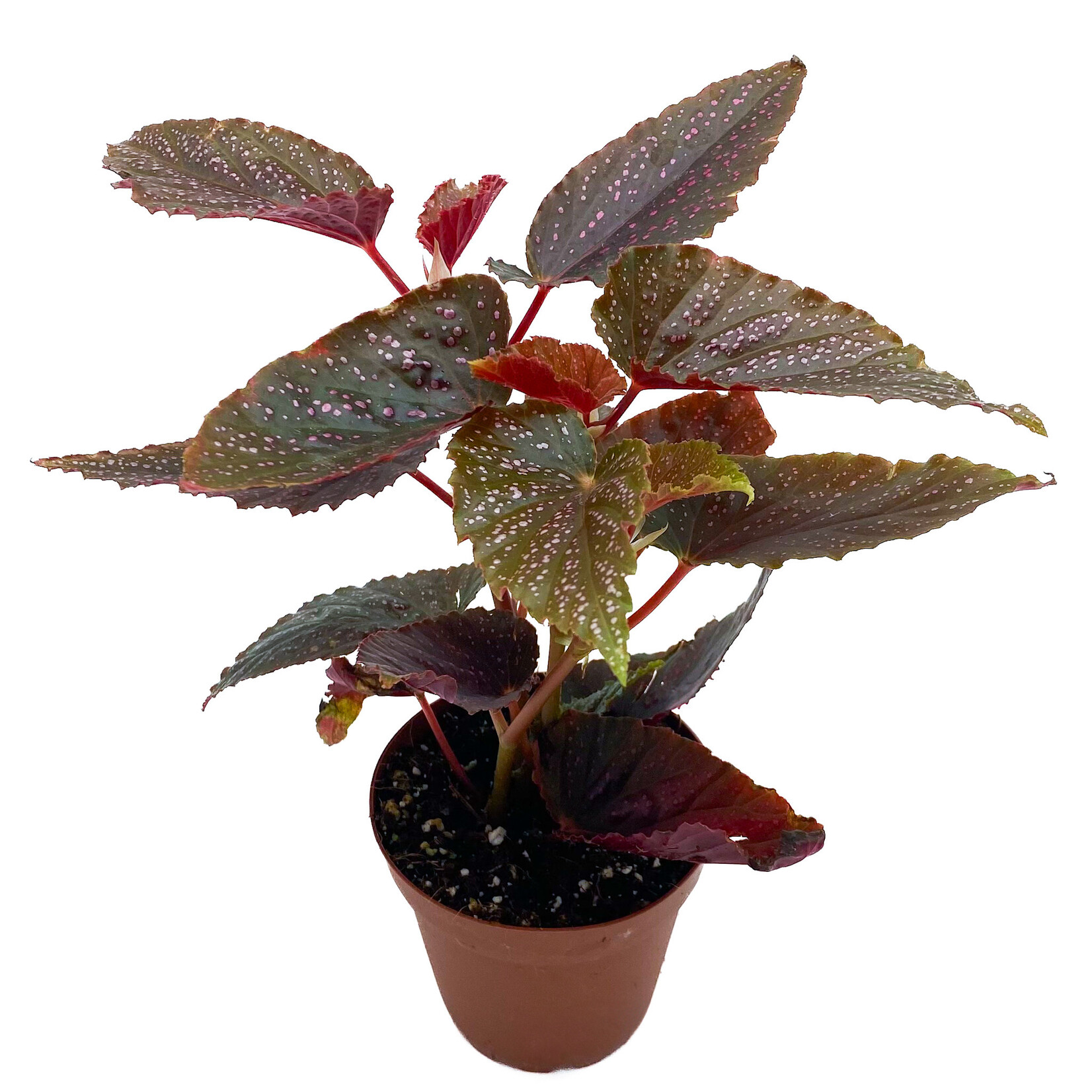 Begonia, Maculata 4 in