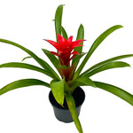 Bromeliad, 6 in