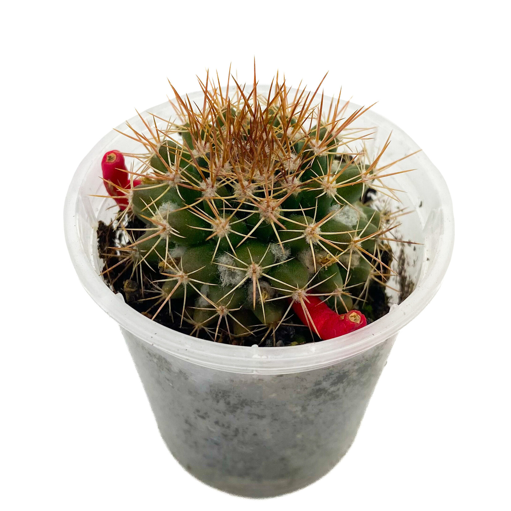 Cactus, Ferocactus Stainesii 2.25 in
