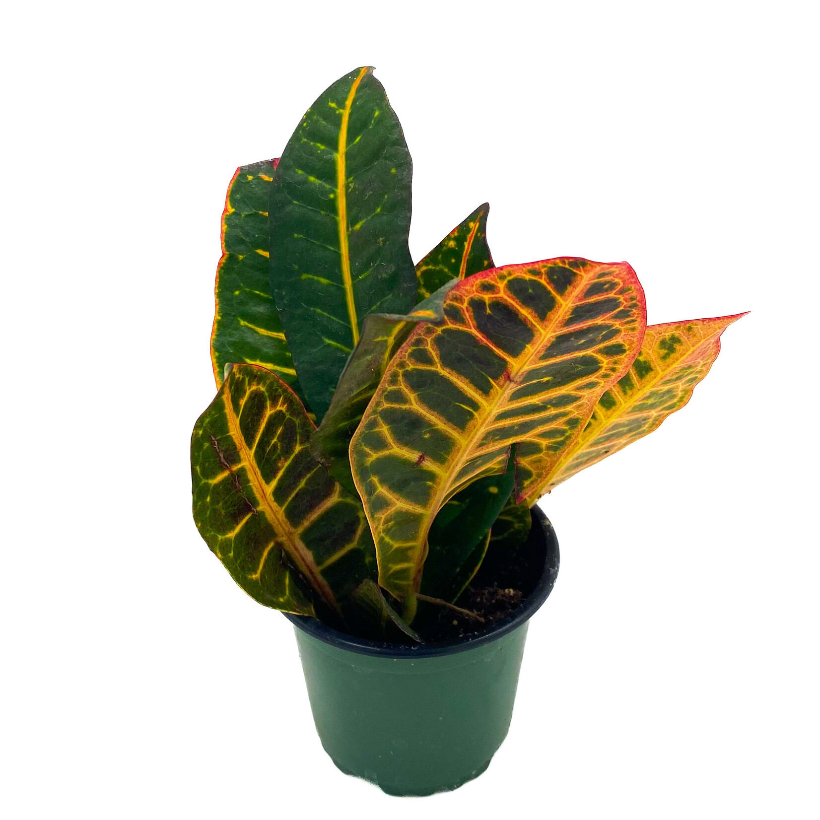 Croton, Fancy 4 in