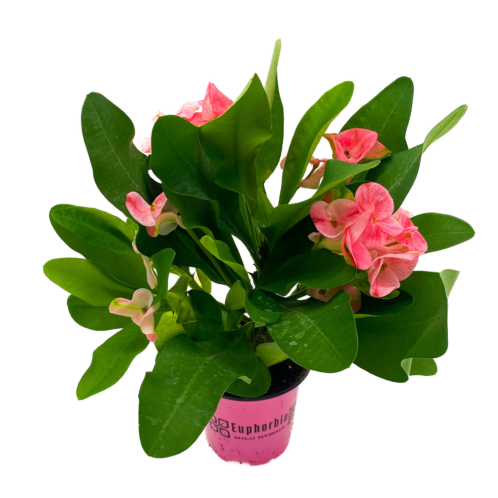 Euphorbia 4 in