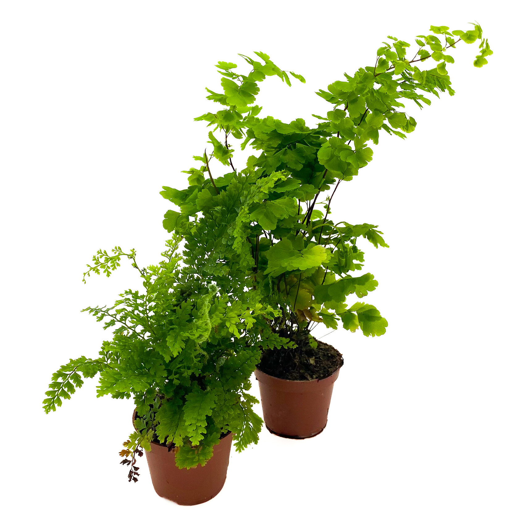 Fern, Asst 2 in