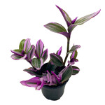 Tradescantia, Bubblegum 4 in