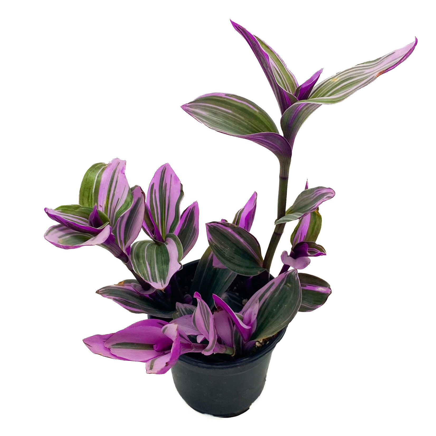 Tradescantia, Bubblegum 4 in