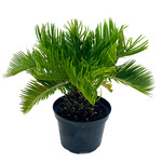 Palm, Sago 6 in