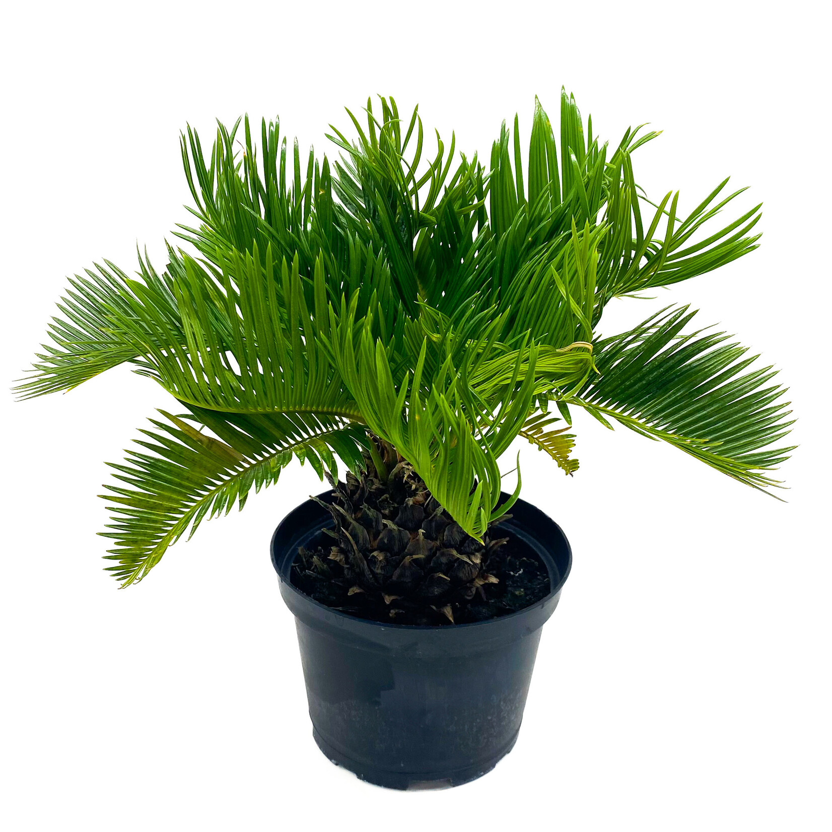Palm, Sago 6 in