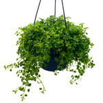 Pilea, Baby Tear 6 in HB