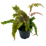 Fern, Pteris 4 in