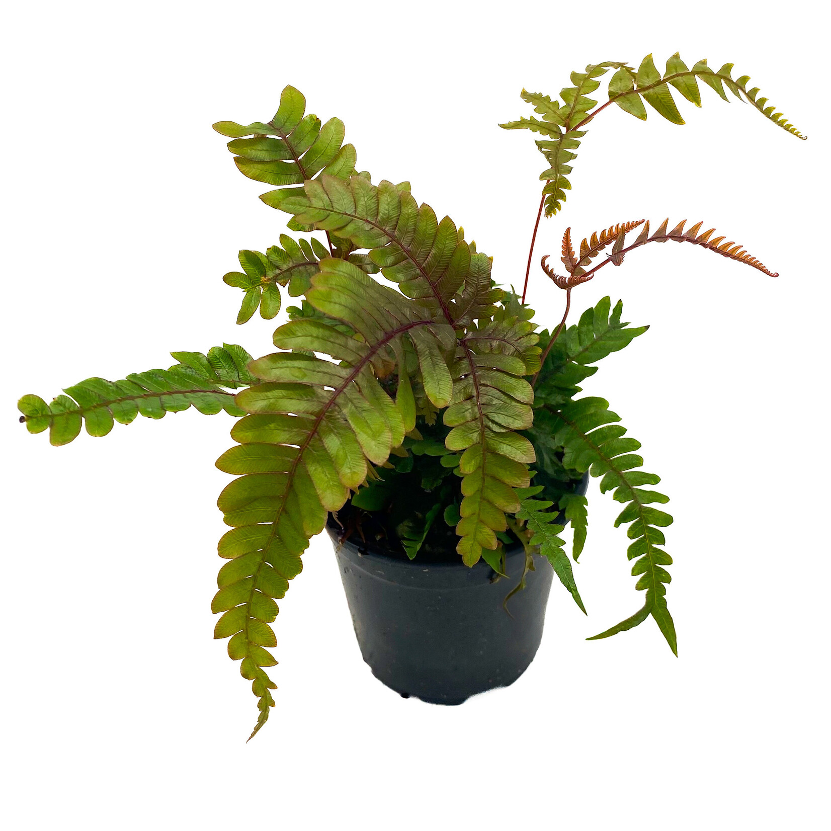 Fern, Pteris 4 in