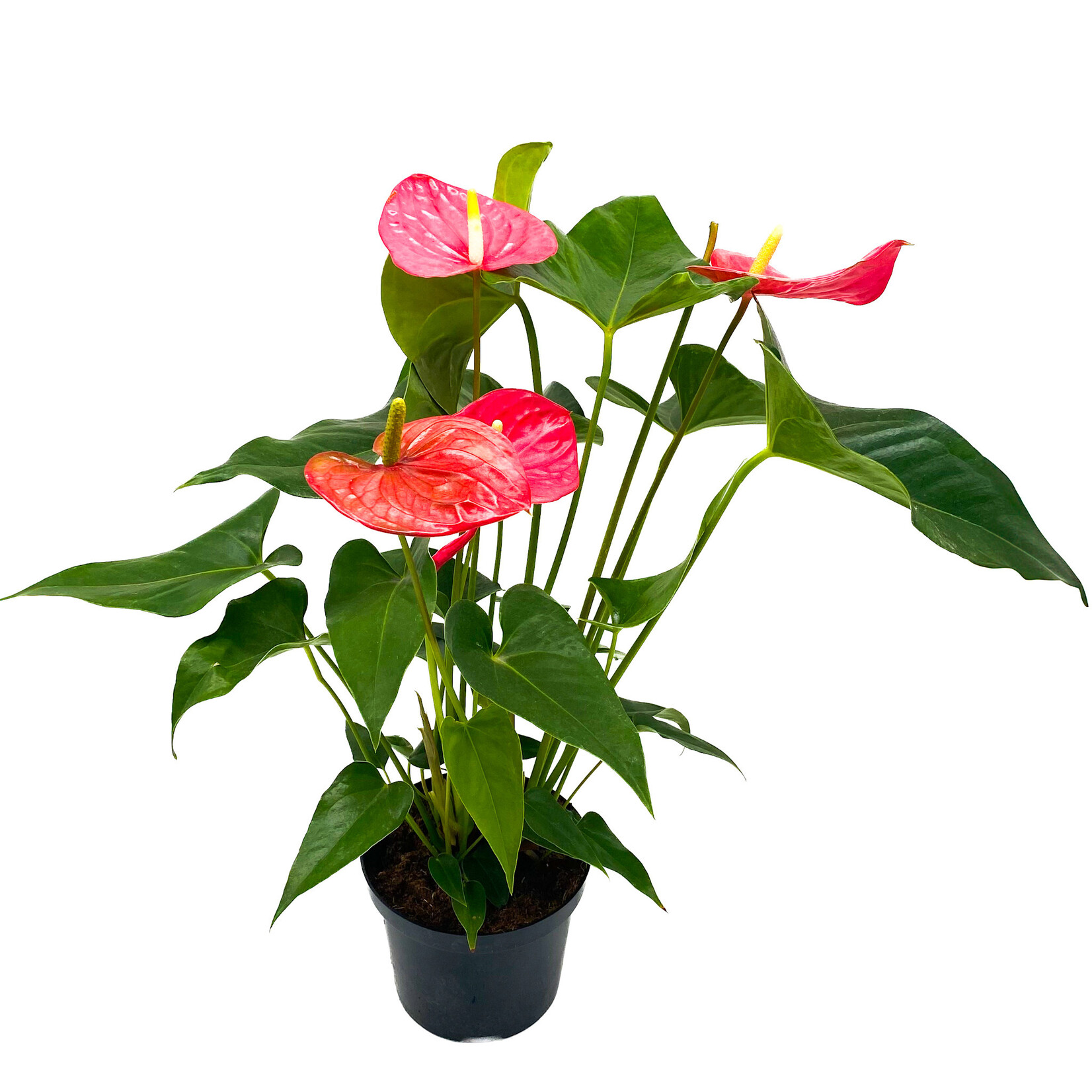 Anthurium, Maine 6 in
