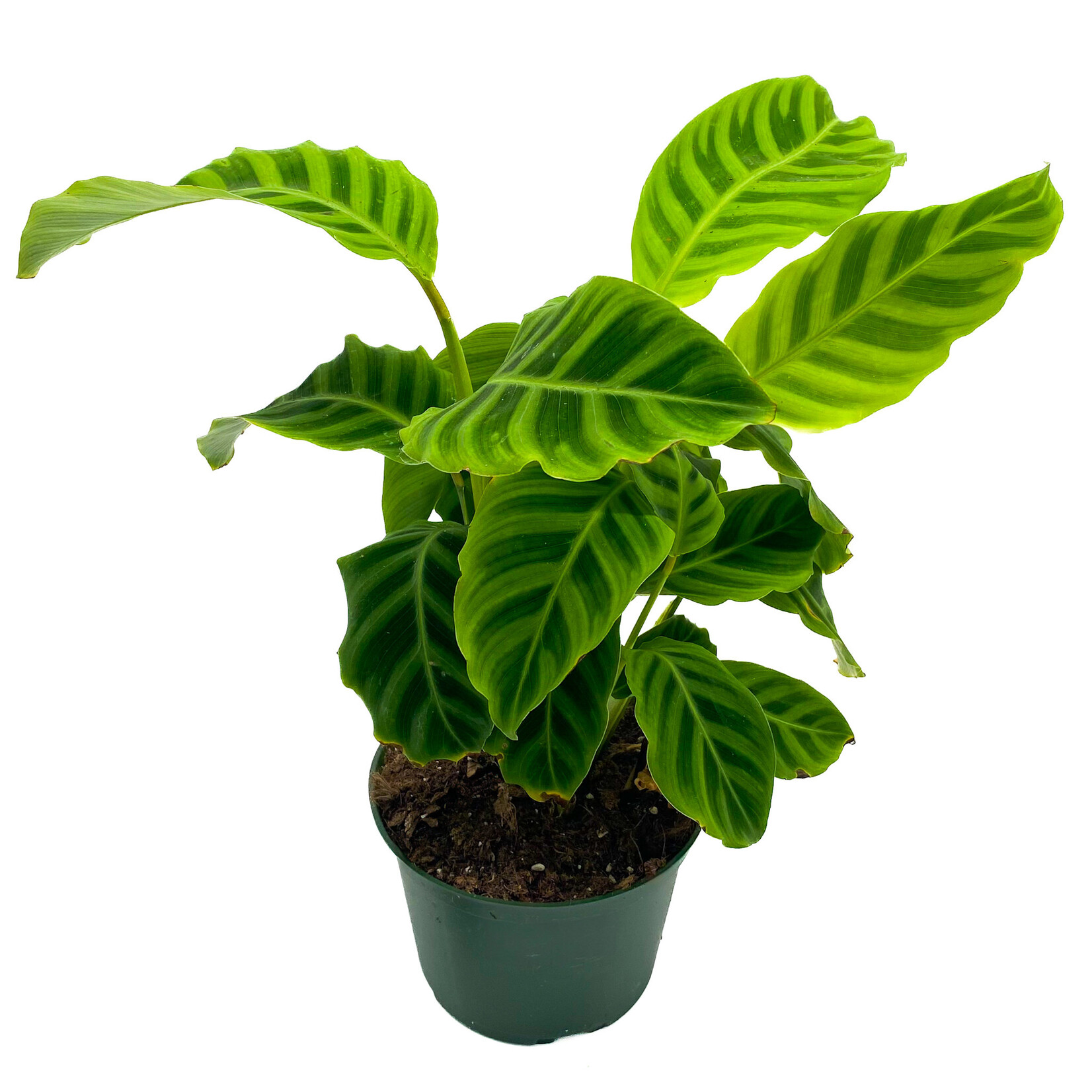 Calathea, Zebrina 6 in