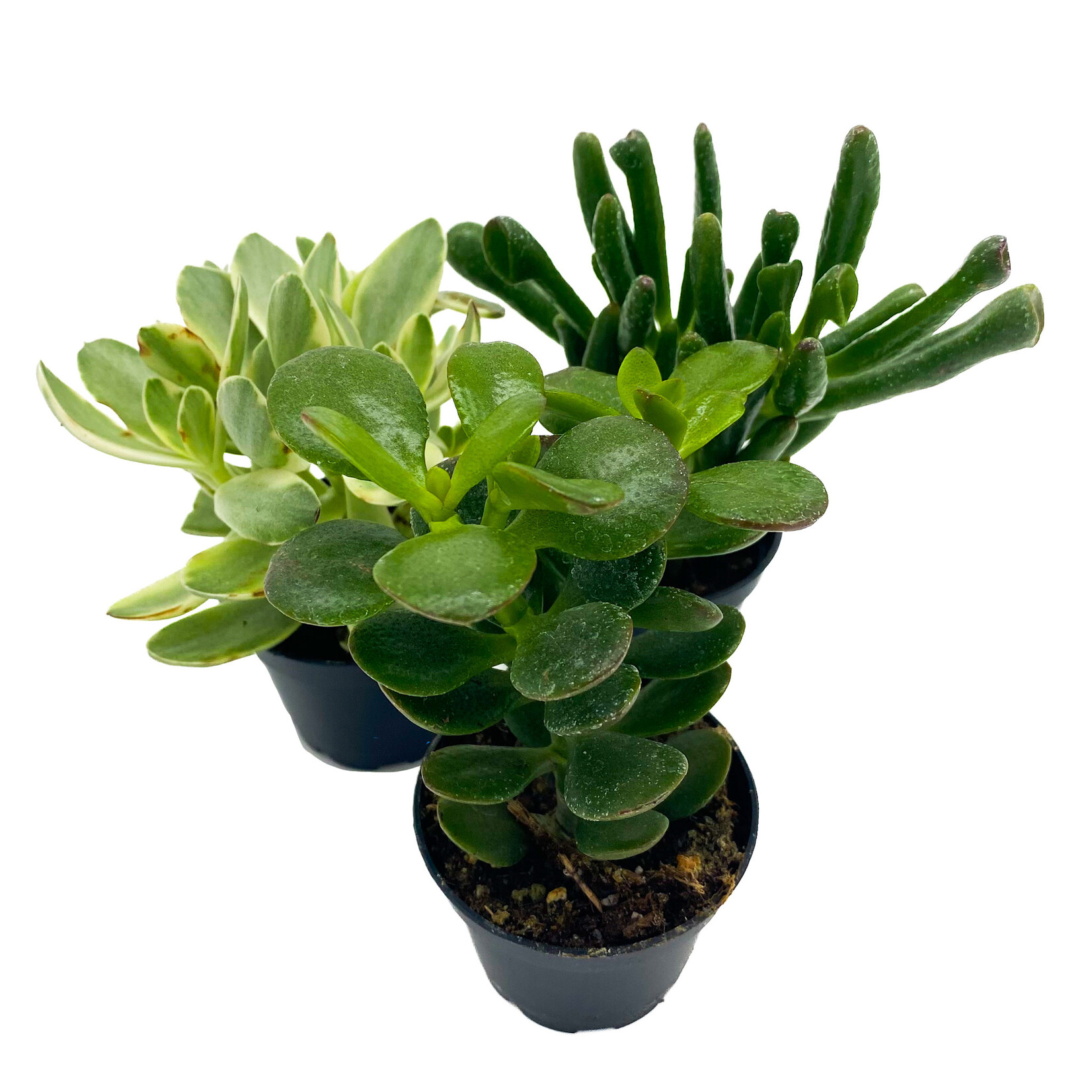 Crassula, Mix 2.5 in