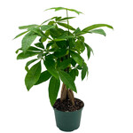 Money Tree, 6 in