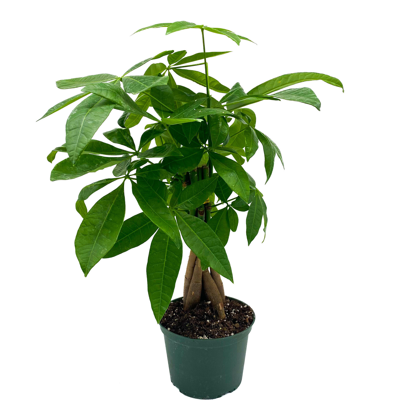 Money Tree, 6 in