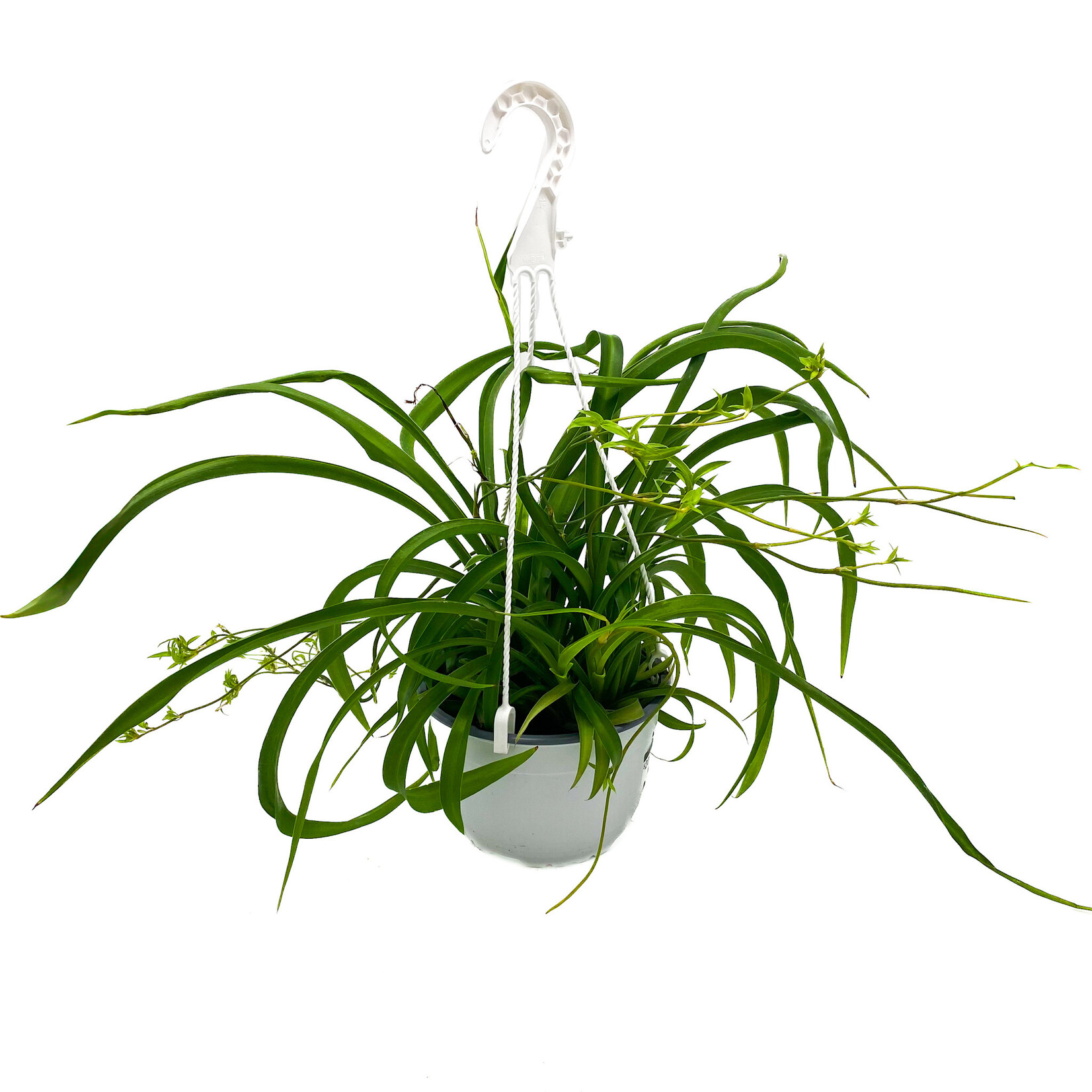 Spider Plant, Curly 6 in HB