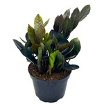 Zamioculcas, ZZ Plant Black 6 in