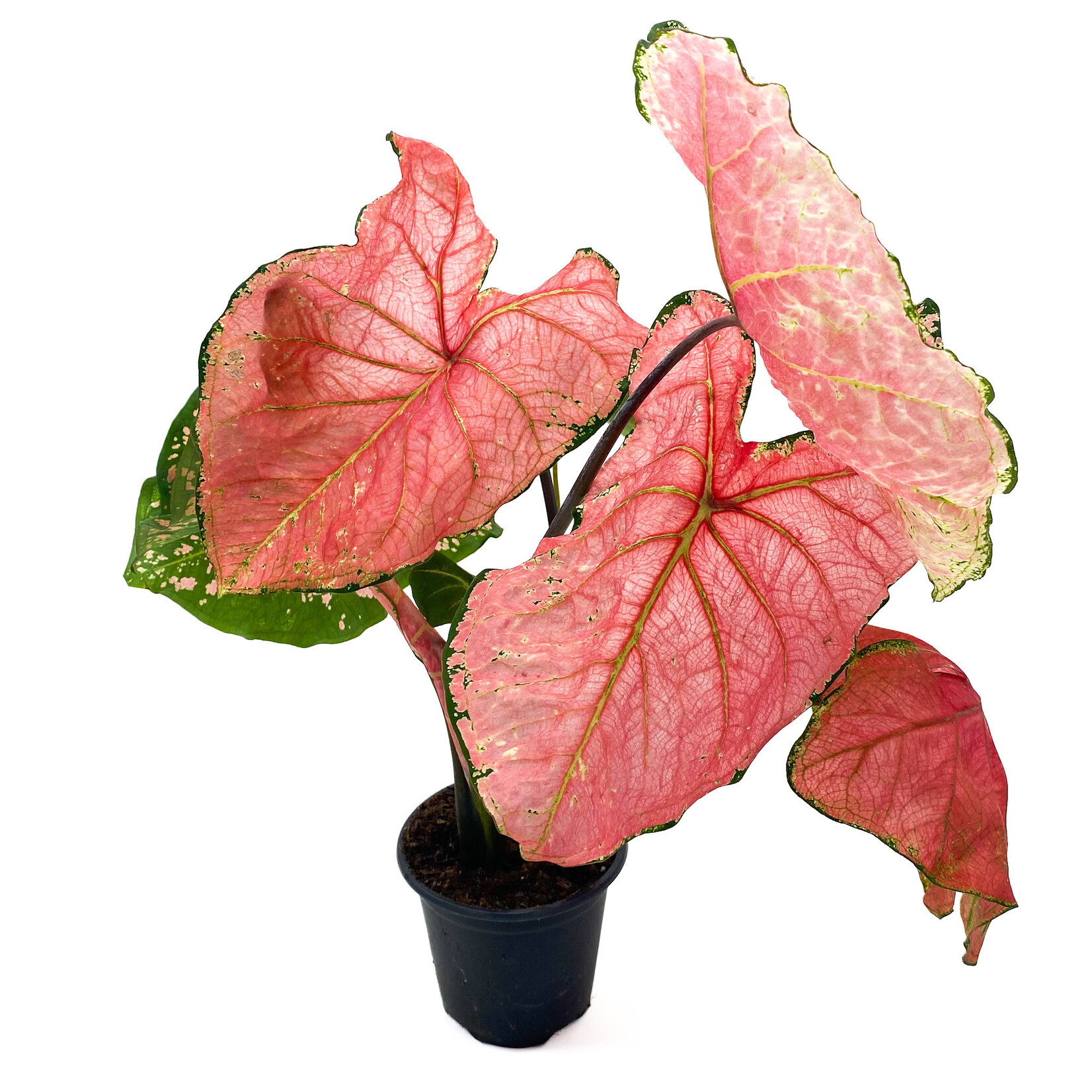 Caladium, 4 in