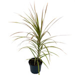 Dracaena, Dragon Tree 8 in