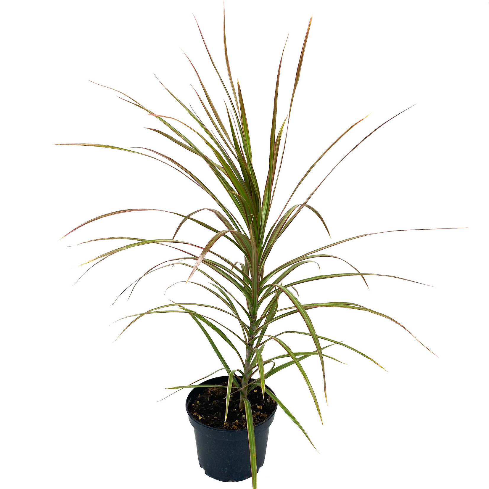 Dracaena, Dragon Tree 8 in