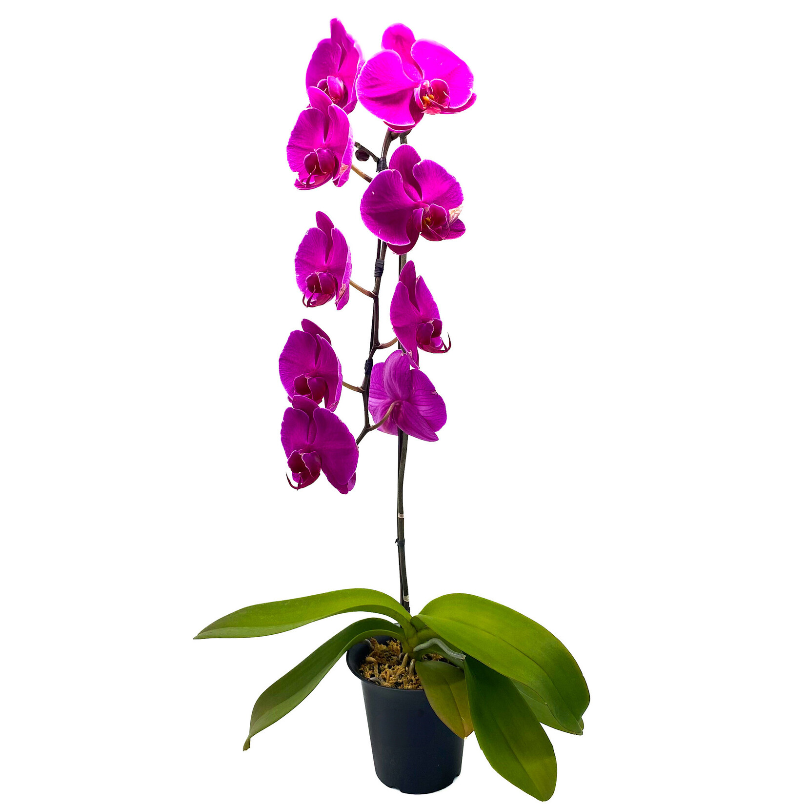 Phalaenopsis, Waterfall Purple 9+