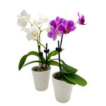 Phalaenopsis, Mini 2.5 in Ceramic Pot