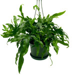 Fern, Kangaroo Paw 6in