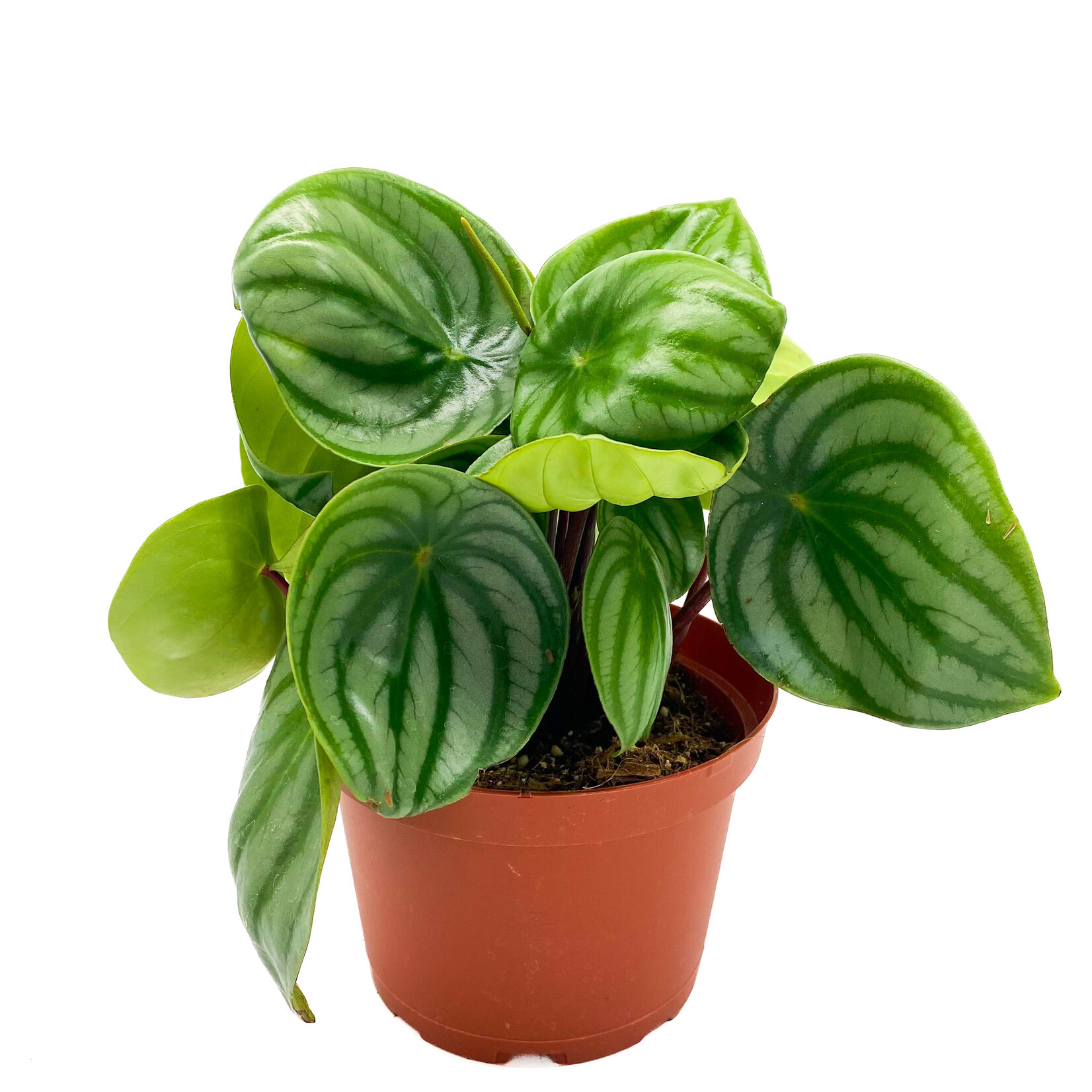 Peperomia, Watermelon 6 in
