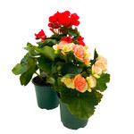 Begonia, Rieger 4 in
